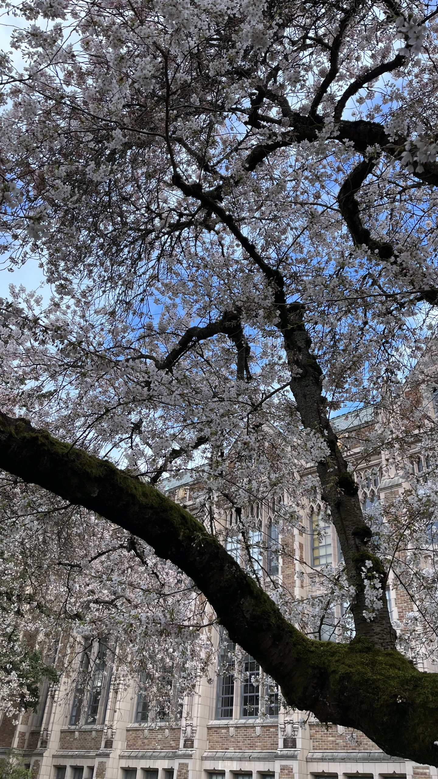 桜が咲く季節は観光客もたくさん訪れるワシントン大学のキャンパス写真